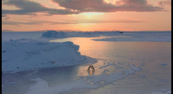 Arctic: Our Frozen Planet – Baby, It’s Cold Outside